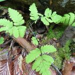 Gymnocarpium dryopteris Blatt