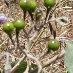 Solanum tettense Fruit