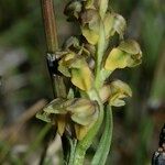 Chamorchis alpina 花