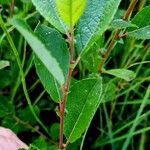 Salix myrsinifolia पत्ता