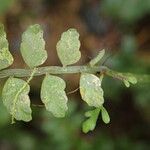 Asplenium barteri Folha