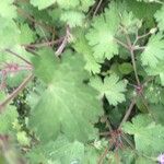 Geranium rotundifoliumপাতা