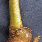 Danaea longicaudata Corteza