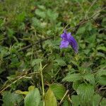 Strobilanthes extensa