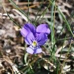 Viola aethnensis Fiore