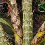 Grammatophyllum speciosum Žievė