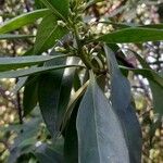 Myoporum laetum Leaf