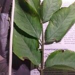 Fraxinus quadrangulata Лист