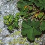 Alchemilla fissa Annet