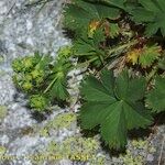 Alchemilla fissa Arall