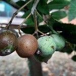 Sorbus domestica Owoc