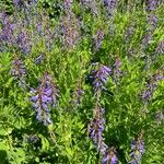 Galega orientalis Lorea