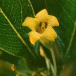 Pittosporum pancheri फूल
