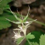 Geum heterocarpum Arall