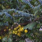 Phyllanthus acidus ফল