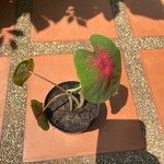 Caladium bicolor Frunză