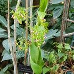 Epidendrum pseudepidendrum Habit
