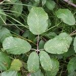 Rubus macrophyllus Blad