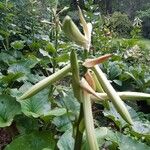 Cardiocrinum giganteum Kvet