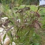 Ottochloa nodosa Hoja