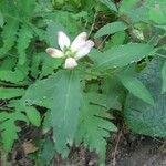 Chelone glabra Leaf