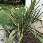 Phormium tenax Levél