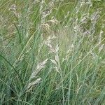 Festuca rubra Plante entière