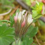 Trifolium stellatum Цветок