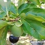 Diospyros virginiana Fruto