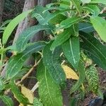 Salix pedicellata Leaf