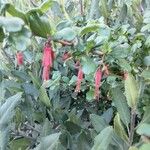 Ribes speciosum Blomst
