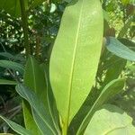 Norantea guianensis Blatt