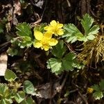 Geum ternatum Flower
