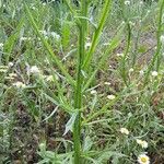 Ammobium alatum Leaf