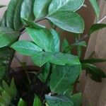Zamioculcas zamiifolia 叶