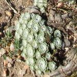 Filago tyrrhenica 葉