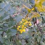 Mahonia bealei Kwiat