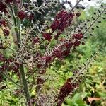 Veratrum nigrum Blüte