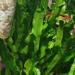 Microsorum punctatum Blatt