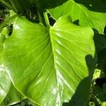 Cardiocrinum giganteum Blatt