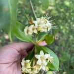 Cyrtophyllum fragrans Kvet