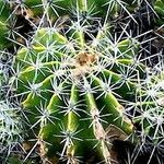 Ferocactus flavovirens