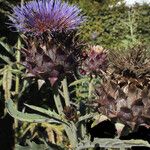 Cynara scolymus പുഷ്പം