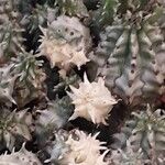 Euphorbia susannae Feuille