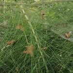 Equisetum giganteum Ліст