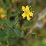 Hypericum sikokumontanum Flor