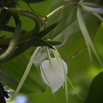 Brassavola acaulis Flower
