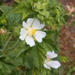 Kitaibelia vitifolia Other