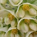 Euphorbia characias ফুল