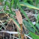 Equisetum arvense Blodyn